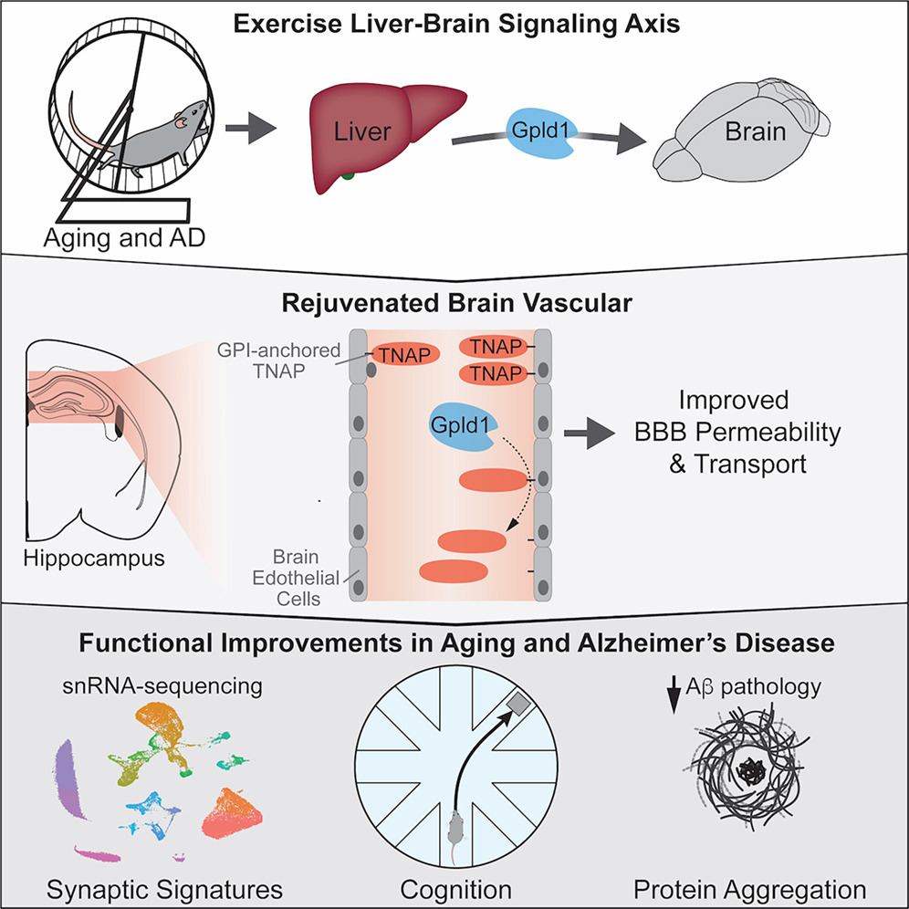 Déclin cognitif l’exercice physique « répare » une barrière cérébrale — free download